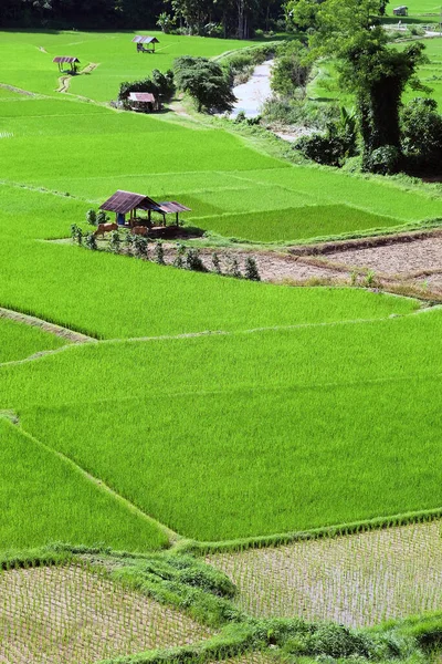 Tájkép Kilátás Zöld Rice Mező Pua Kerület Nan Tartomány Thaiföld — Stock Fotó