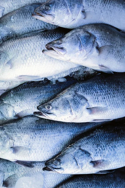 Deniz Ürünleri Markette Taze Barramundi Balığı — Stok fotoğraf