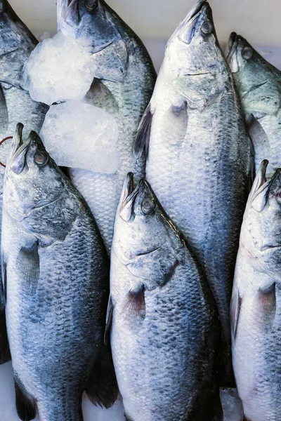 Marisco Barramundi Fresco Pescado Mercado —  Fotos de Stock