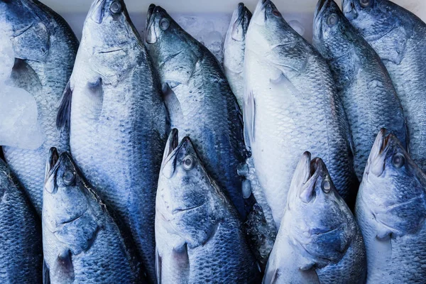 Deniz Ürünleri Markette Taze Barramundi Balığı — Stok fotoğraf