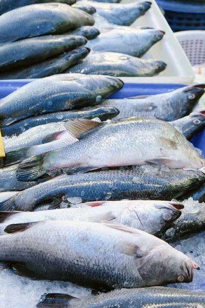 Deniz Ürünleri Taze Barramundi Balığı Yerel Pazarda Tayland — Stok fotoğraf