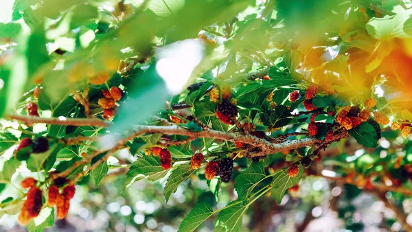 農場の枝の上の新鮮な桑のイメージ — ストック写真