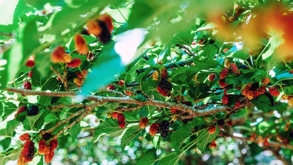 Bild Von Frischen Maulbeeren Auf Dem Zweig Bauernhof — Stockfoto