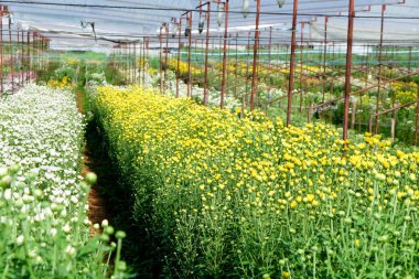 Gerbera 'nın ekilmiş çiçek tarlaları ve kasımpatı çiçekleri Saraburi, Tayland' da bir çiftlikte yetiştiriliyor. 