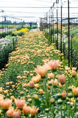 Gerbera 'nın ekilmiş çiçek tarlaları ve kasımpatı çiçekleri Saraburi, Tayland' da bir çiftlikte yetiştiriliyor. 