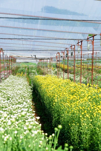 サラブリの農場では ゲルベラ栽培の花壇や菊の花が栽培されています — ストック写真