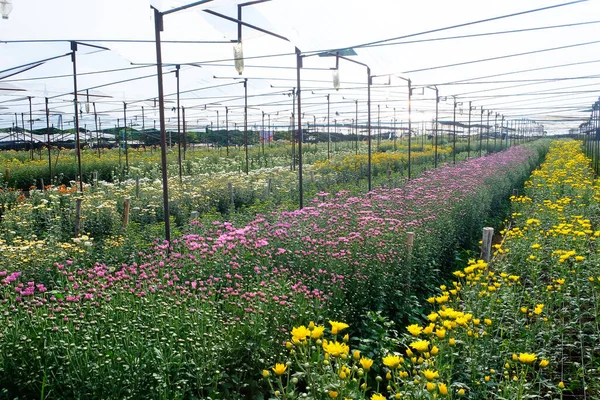 サラブリの農場では ゲルベラ栽培の花壇や菊の花が栽培されています — ストック写真