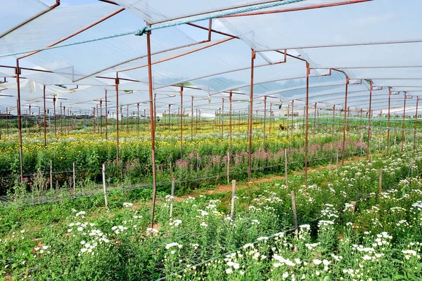 サラブリの農場では ゲルベラ栽培の花壇や菊の花が栽培されています — ストック写真