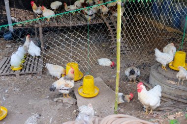 Çiftlik hayvanları, Tayland 'ın Saraburi bölgesindeki geleneksel tavuk çiftliğinde tavuklar.