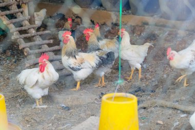 Çiftlik hayvanları, Tayland 'ın Saraburi bölgesindeki geleneksel tavuk çiftliğinde tavuklar.