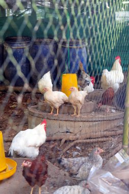Çiftlik hayvanları, Tayland 'ın Saraburi bölgesindeki geleneksel tavuk çiftliğinde tavuklar.