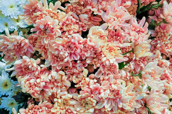 Закрийте Зображення Свіжих Квітів Гербера Оранжереї Провінції Сарабурі Таїланд — стокове фото