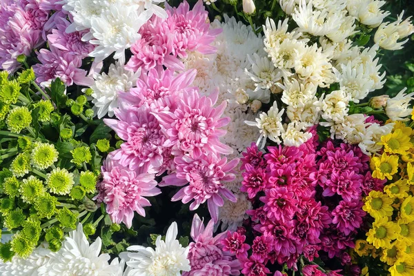 Close Image Fresh Gerbera Flowers Greenhouse Saraburi Province Thailand — Stock Photo, Image