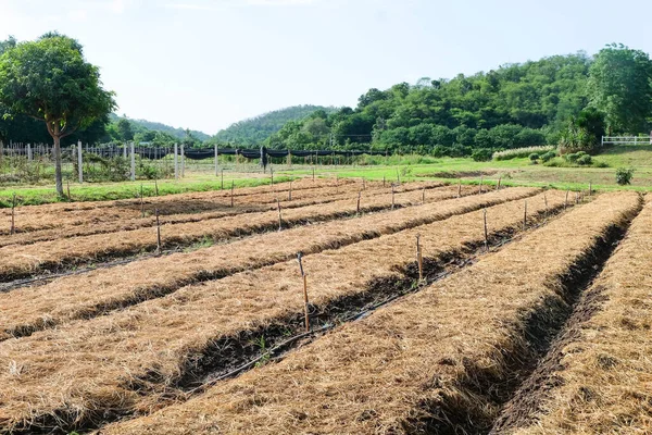 Toprağı Tarlaya Hazırlamak Sebze Arsaları Hasat Örtüsü Ekilmiş Toprak — Stok fotoğraf