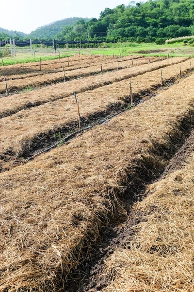 Beredning Jord För Plantering Grönsaksytor Halmtäcke Odlad Jord — Stockfoto