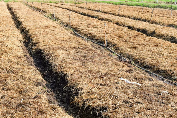プランテーション 野菜プロット わらカバー作物栽培土壌のための土壌の準備 — ストック写真