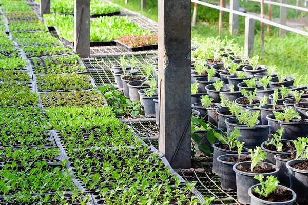 Bild Unga Växter Som Växer Ett Växthus — Stockfoto