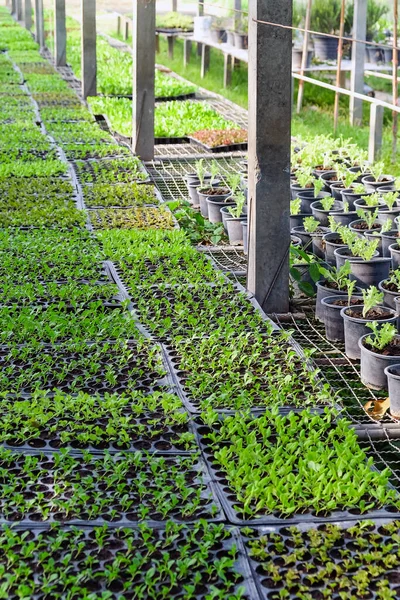 Imagen Plantas Jóvenes Creciendo Invernadero —  Fotos de Stock