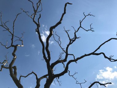 Şehir parkında ölü meşe ağacı.