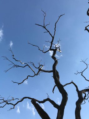 Şehir parkında ölü meşe ağacı.