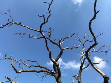 Şehir parkında ölü meşe ağacı.