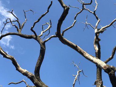 Şehir parkında ölü meşe ağacı.