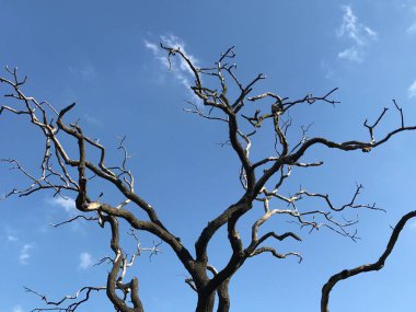 Şehir parkında ölü meşe ağacı.