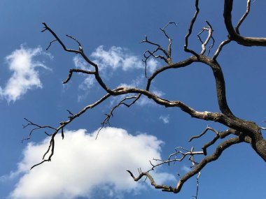 Şehir parkında ölü meşe ağacı.