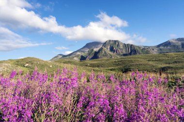 Artvin, Türkiye'nin kuzeydoğusunda, Karadeniz'den yaklaşık 30 km iç kesimde bir şehirdir.Dağlarında inanılmaz yaylalar ve küçük krater gölleri vardır..
