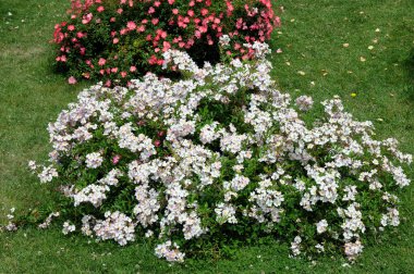 Gül, gülgiller (Rosaceae) familyasından, Rosa cinsinin uzun ömürlü bir çiçeğidir. Yüzden fazla tür ve binlerce tarla kuşu var..