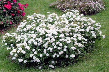 Gül, gülgiller (Rosaceae) familyasından, Rosa cinsinin uzun ömürlü bir çiçeğidir. Yüzden fazla tür ve binlerce tarla kuşu var..