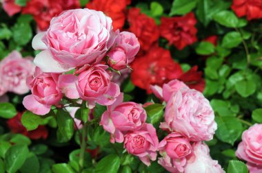 Gül, gülgiller (Rosaceae) familyasından, Rosa cinsinin uzun ömürlü bir çiçeğidir. Yüzden fazla tür ve binlerce tarla kuşu var..