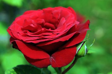 Gül, gülgiller (Rosaceae) familyasından, Rosa cinsinin uzun ömürlü bir çiçeğidir. Yüzden fazla tür ve binlerce tarla kuşu var..