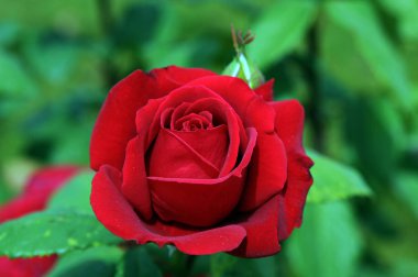 Gül, gülgiller (Rosaceae) familyasından, Rosa cinsinin uzun ömürlü bir çiçeğidir. Yüzden fazla tür ve binlerce tarla kuşu var..
