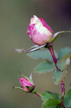 Gül, gülgiller (Rosaceae) familyasından, Rosa cinsinin uzun ömürlü bir çiçeğidir. Yüzden fazla tür ve binlerce tarla kuşu var..