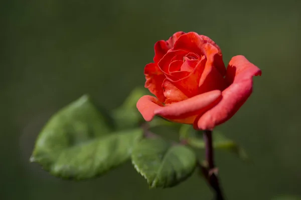 Una Rosa Una Planta Leñosa Perenne Del Género Rosa Familia —  Fotos de Stock