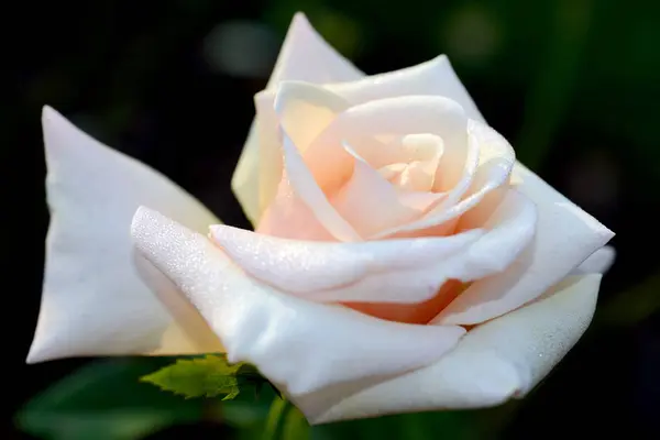 Троянда Дерев Яна Багаторічна Квіткова Рослина Роду Rosa Родині Rosaceae — стокове фото