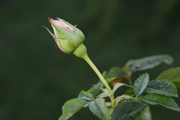 Une Rose Est Une Plante Ligneuse Fleurs Vivaces Genre Rosa — Photo