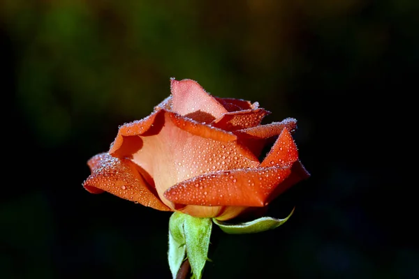 Une Rose Est Une Plante Ligneuse Fleurs Vivaces Genre Rosa — Photo