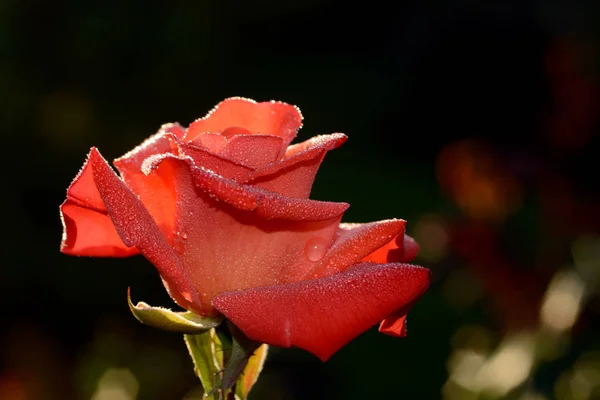 Una Rosa Una Planta Leñosa Perenne Del Género Rosa Familia —  Fotos de Stock