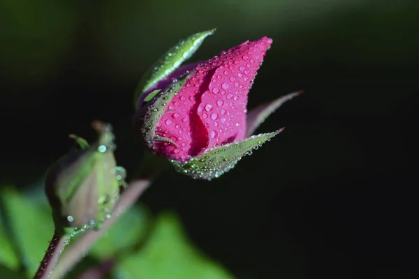 Une Rose Est Une Plante Ligneuse Fleurs Vivaces Genre Rosa — Photo