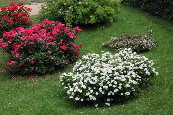 Gül, gülgiller (Rosaceae) familyasından, Rosa cinsinin uzun ömürlü bir çiçeğidir. Yüzden fazla tür ve binlerce tarla kuşu var..