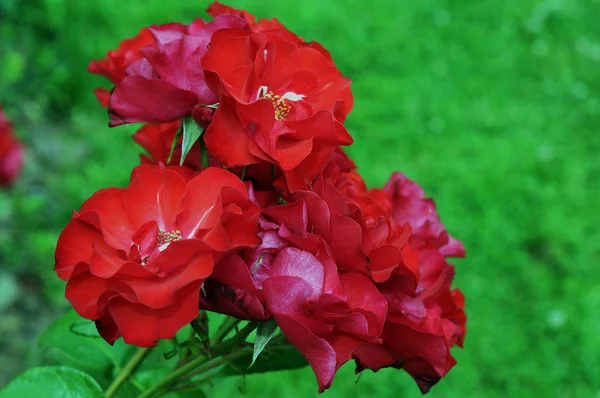 Ros Vedartad Perenn Blommande Växt Släktet Rosa Familjen Rosaceae Eller — Stockfoto