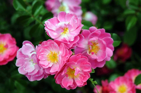 Een Roos Een Vaste Plant Van Het Geslacht Rosa Behorend — Stockfoto