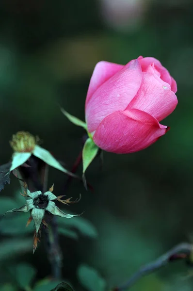 Una Rosa Una Planta Leñosa Perenne Del Género Rosa Familia — Foto de Stock