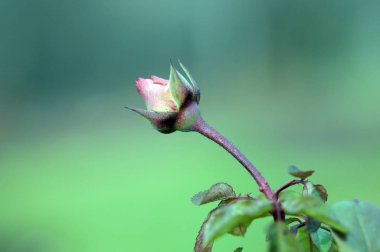 Gül, gülgiller (Rosaceae) familyasından, Rosa cinsinin uzun ömürlü bir çiçeğidir. Yüzden fazla tür ve binlerce tarla kuşu var..
