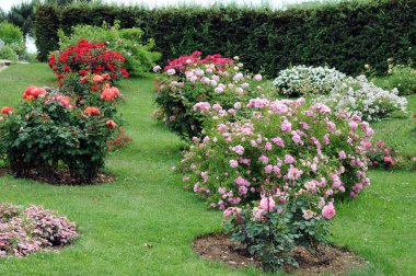 Gül, gülgiller (Rosaceae) familyasından, Rosa cinsinin uzun ömürlü bir çiçeğidir. Yüzden fazla tür ve binlerce tarla kuşu var..