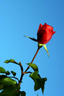 Gül, gülgiller (Rosaceae) familyasından, Rosa cinsinin uzun ömürlü bir çiçeğidir. Yüzden fazla tür ve binlerce tarla kuşu var..