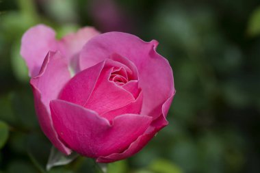 Gül, gülgiller (Rosaceae) familyasından, Rosa cinsinin uzun ömürlü bir çiçeğidir. Yüzden fazla tür ve binlerce tarla kuşu var..