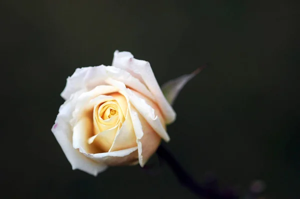 Una Rosa Una Planta Leñosa Perenne Del Género Rosa Familia —  Fotos de Stock